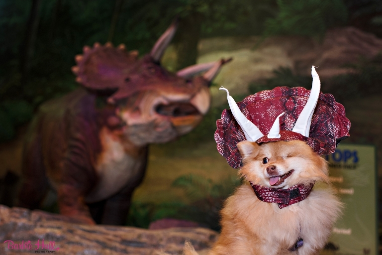 The Most amazing DinoDog! 